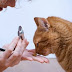 How to have a good relationship with your veterinarian