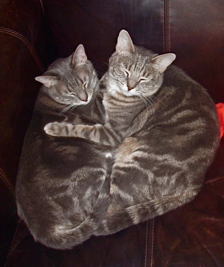 Two Cats and a Cradle Stealing Breath