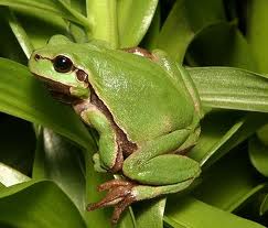 Materi BIOLOGI Kelas VII : Klasifikasi makhluk hidup (Klasifikasi Hewan