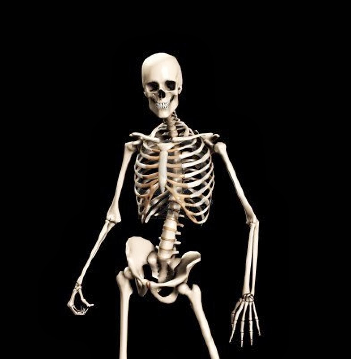 [Image: skeleton.jpg]