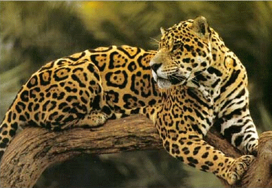 JAGUAR - todo sobre grandes felinos