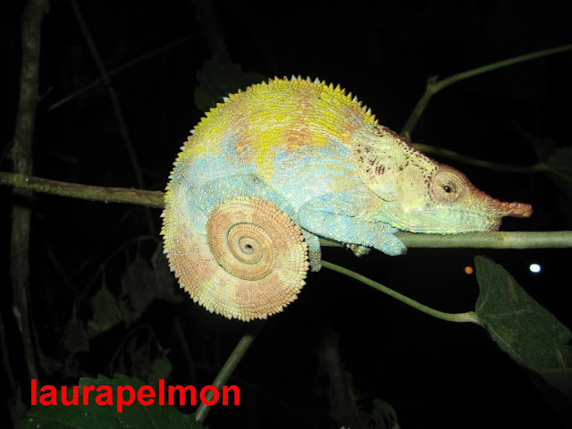 Un camaleón en el Parque Nacional de Ranomafana