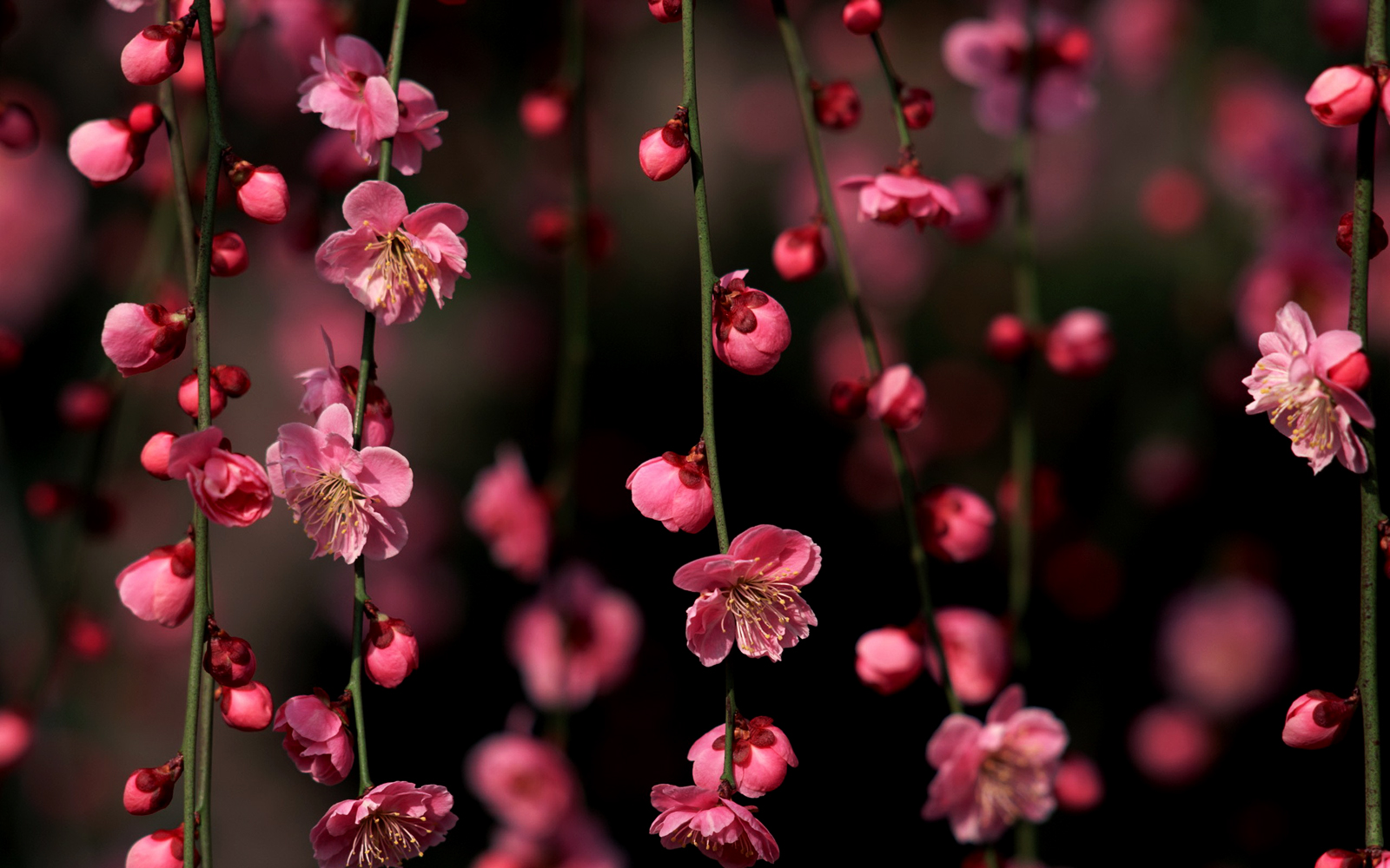 Cherry Blossoms Sakura HD Wallpapers Desktop Wallpapers Cherry Blossoms Sakura HD Wallpapers Desktop Wallpapers