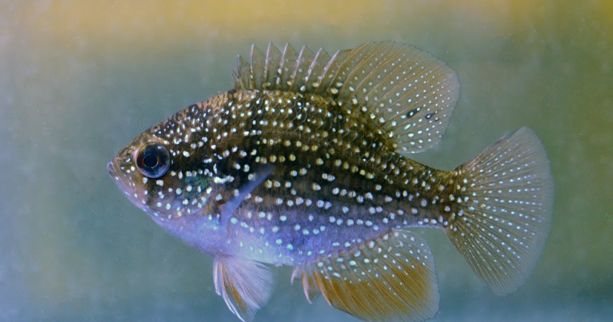 Virginia Fishes Juvenile brook trout video beginning of collecting