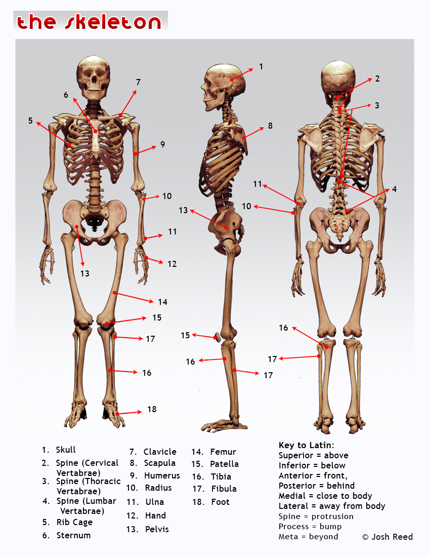 parts of skeleton