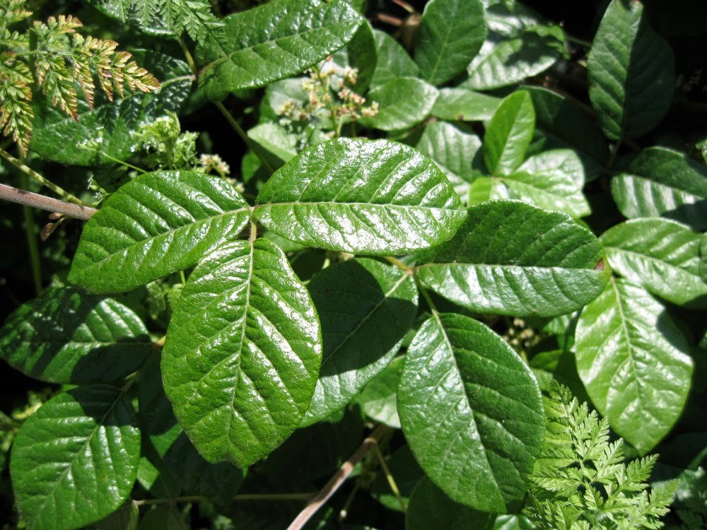 poison oak leaf. pictures of poison oak plant.