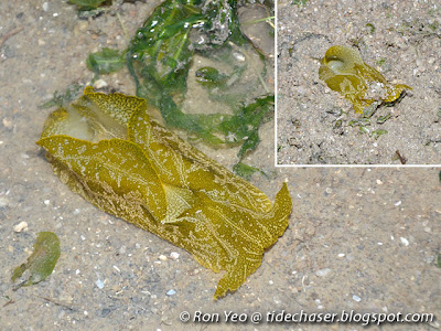 Geographic Sea Hare (Syphonota geographica)