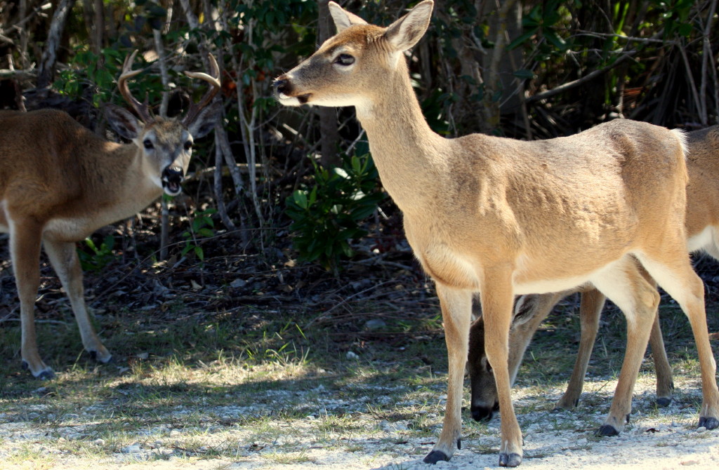 Miami Blue Butterfly The Florida Key Deer of Big Pine Key