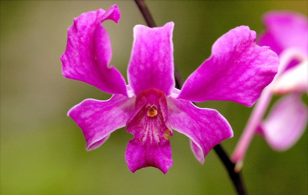 El Viajero Discover Why Zamboanga is dubbed as the CITY OF FLOWERS