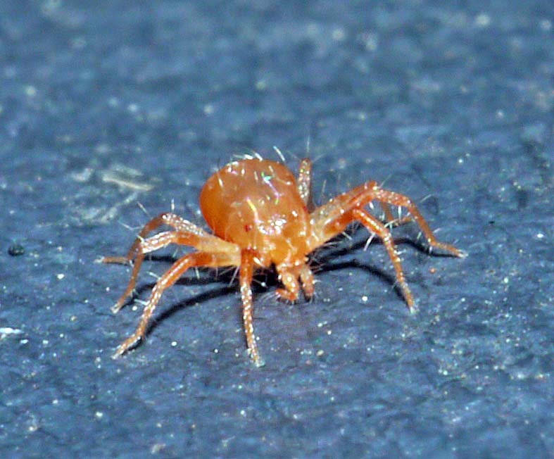 OF CURIOSITIES Red Mites