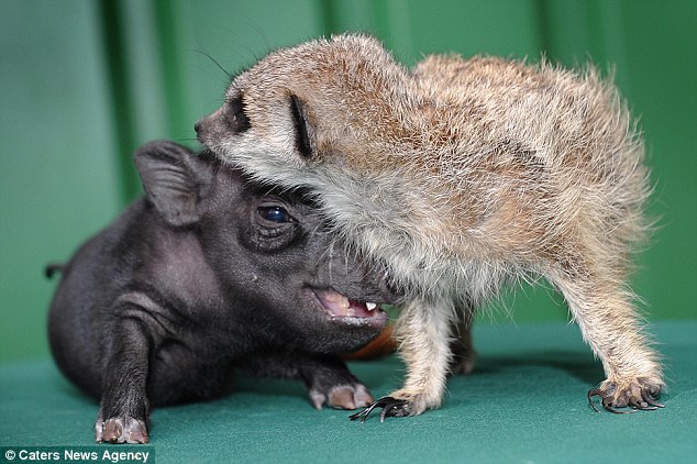 dailyanimalfwd: The real-life Lion King: Timon the meerkat and Pumbaa the  micro pig form unlikeliest of friendships