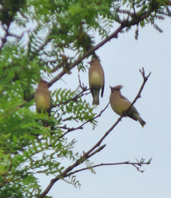 waxwings