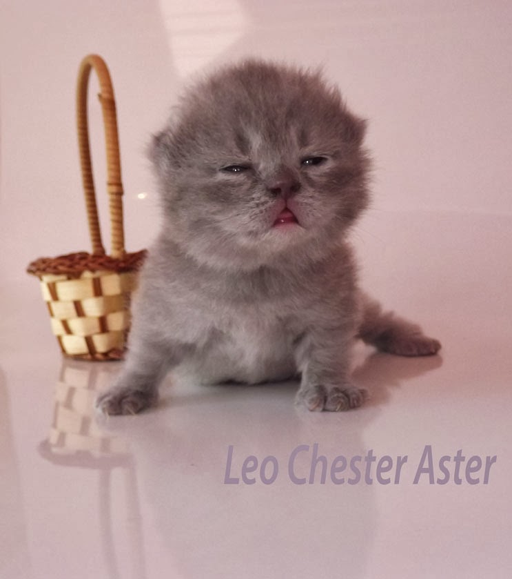 Котята Leo Chester