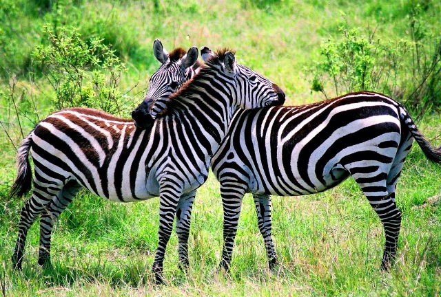 Pic Of Zebra