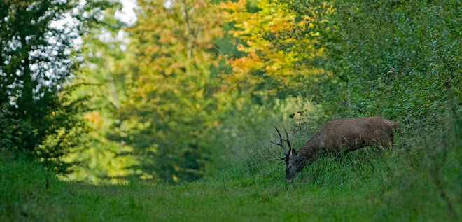 cerf élaphe