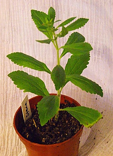 Stevia plant Stevia plant