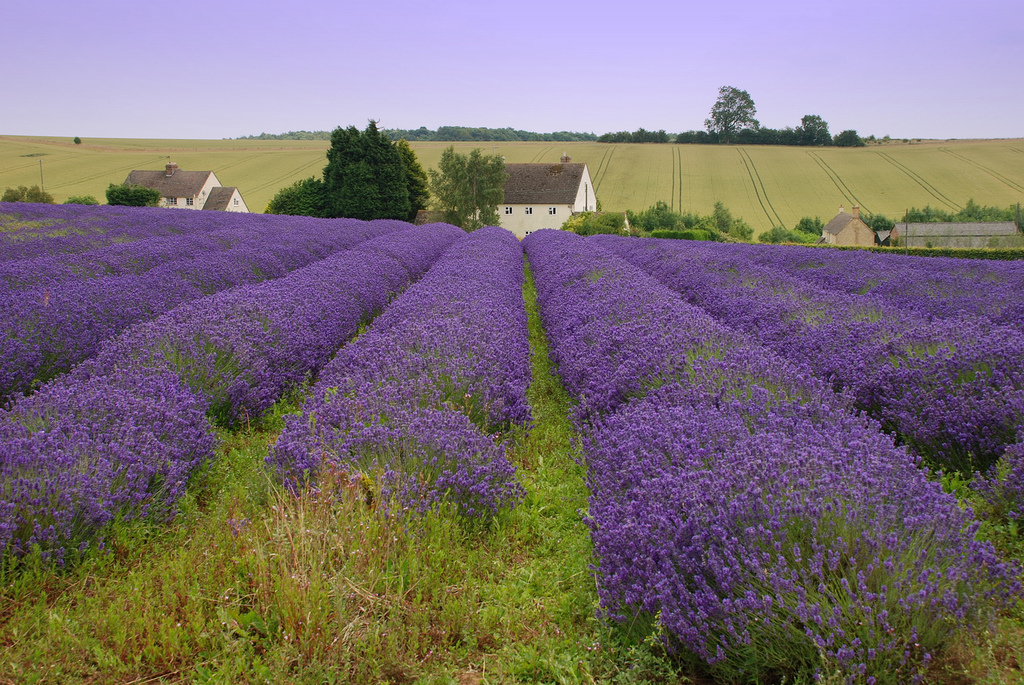 English Garden Lavender farms English garden