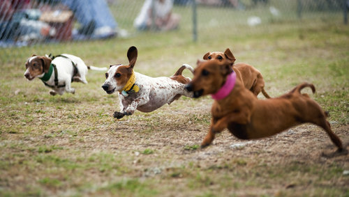 buda wiener races weiner races buda 2011 images buda wiener races weiner races buda 2011 images