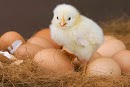 Egg Rate