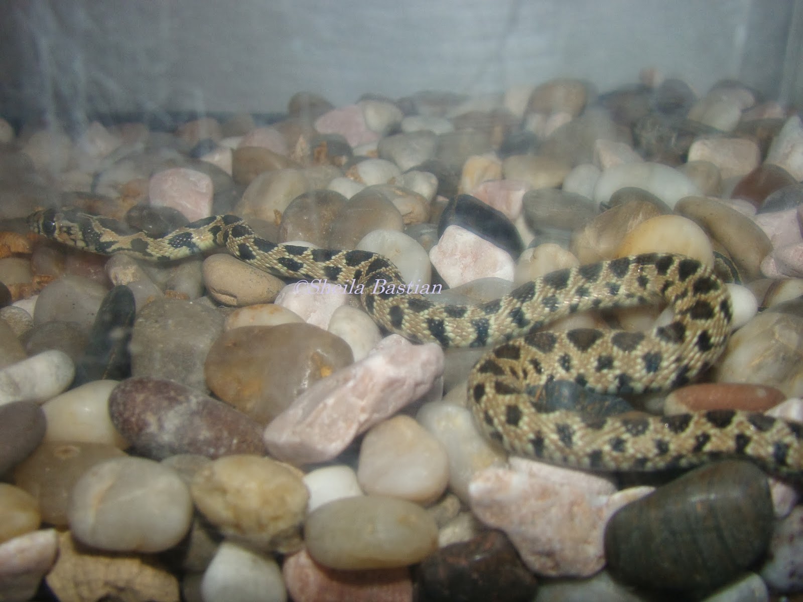 Science Magazine A horseshoe whip snake in the class!!