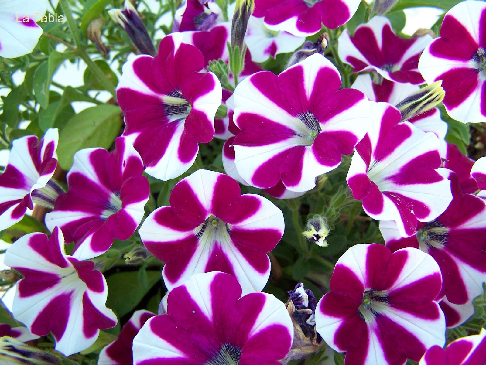 Plantas de regalo: PETUNIA...