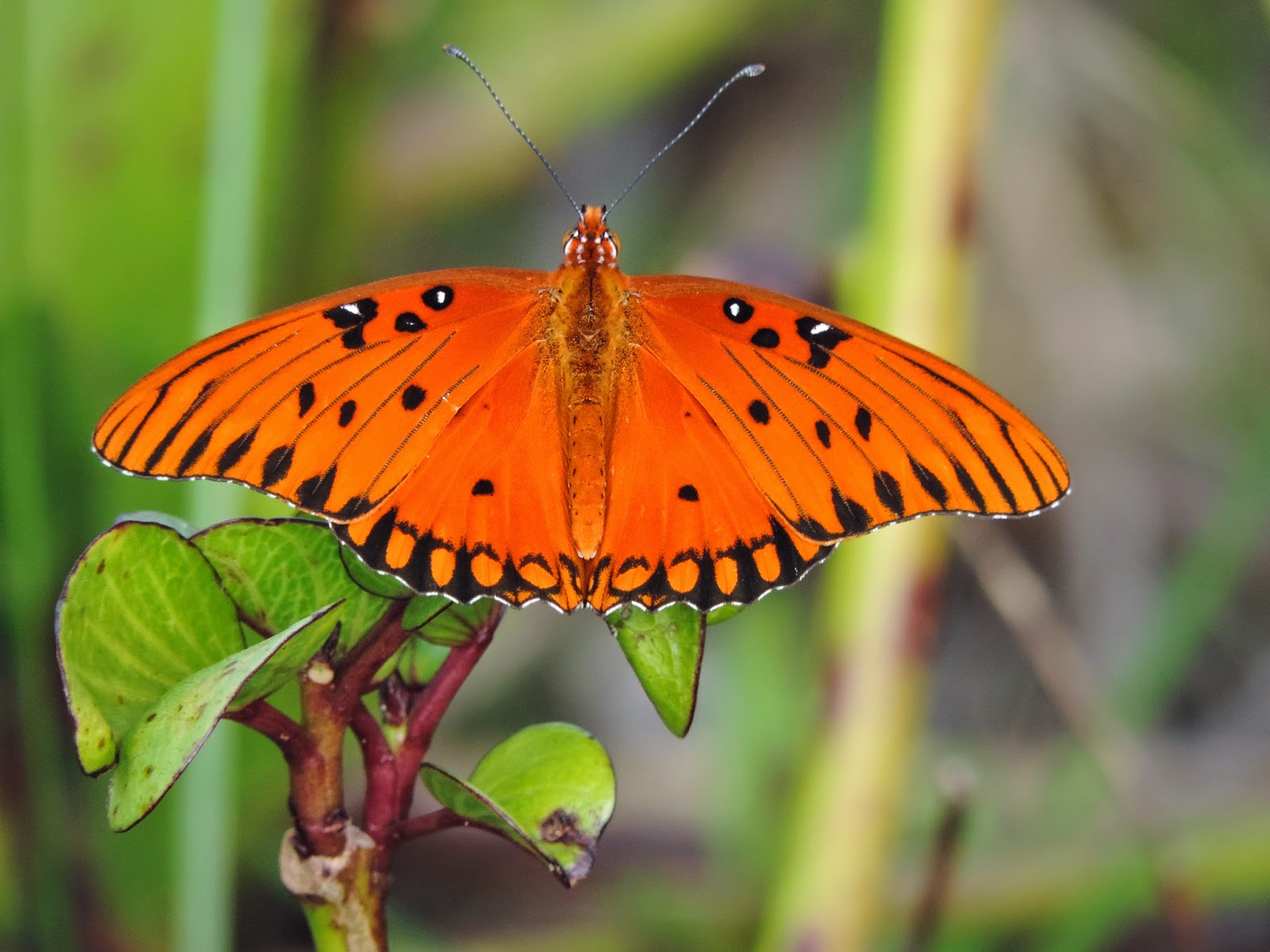 Steve's Birds March 2015 Florida butterflies