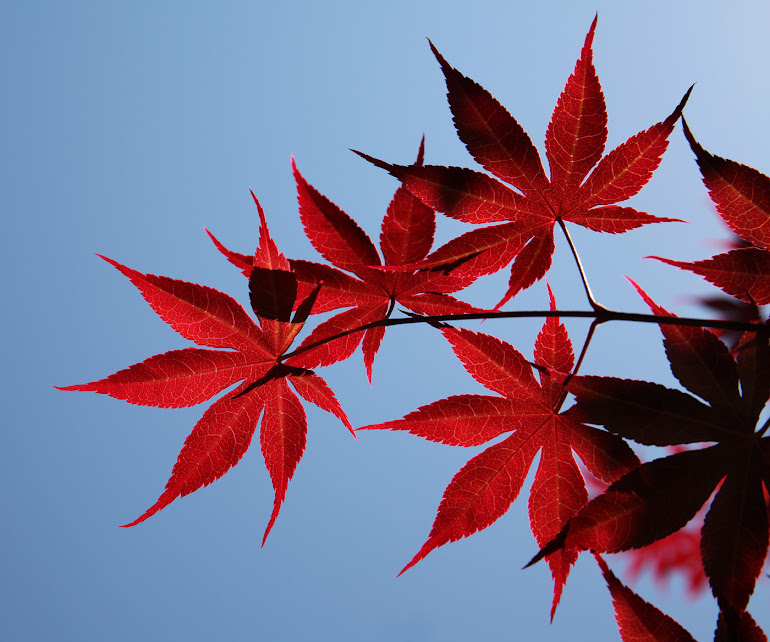 Japanese Maple Leaves in the Spring