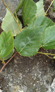 Betula - Birch Leaves