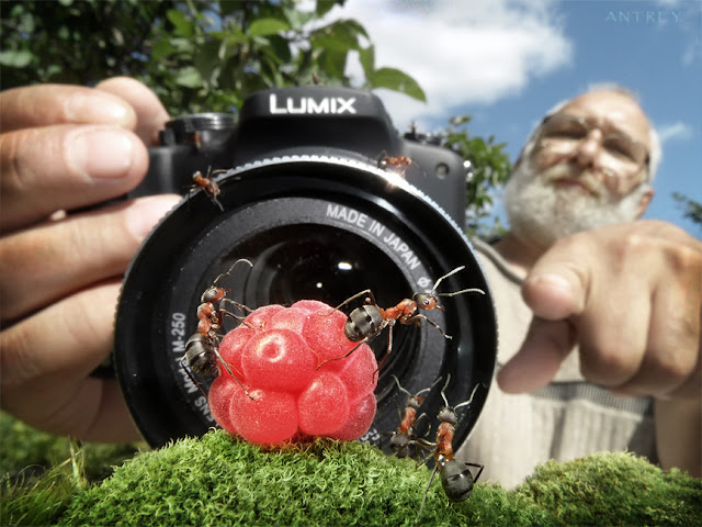 Photographer Andrey Pavlov create amazingly cool photographs using ants in the series Ant Tales, ant tales, the fantasy world of ants, Andrey Pavlov, ant pictures