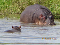 Mama and baby hippo near Oliphant Camp, Kruger National Park, South Africa