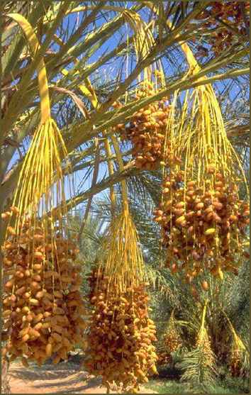 Fresh Dates in our Country: