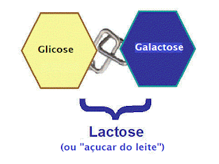 Lactose é uma molécula de glicose e outra de galactose