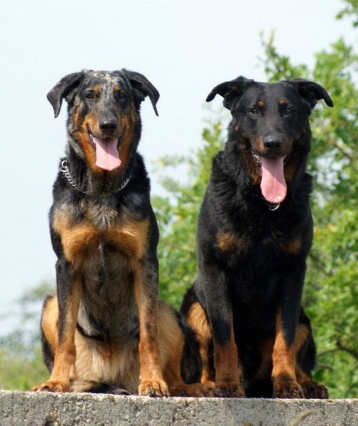 Musings of a Biologist and Dog Lover Unusual Breed Beauceron