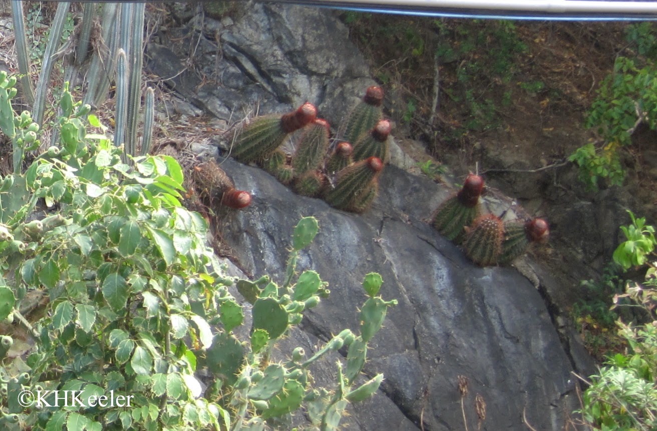 Cacti on a ledge Cacti on a ledge