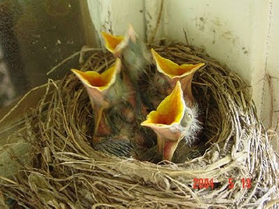 Pictures of Baby Birds 