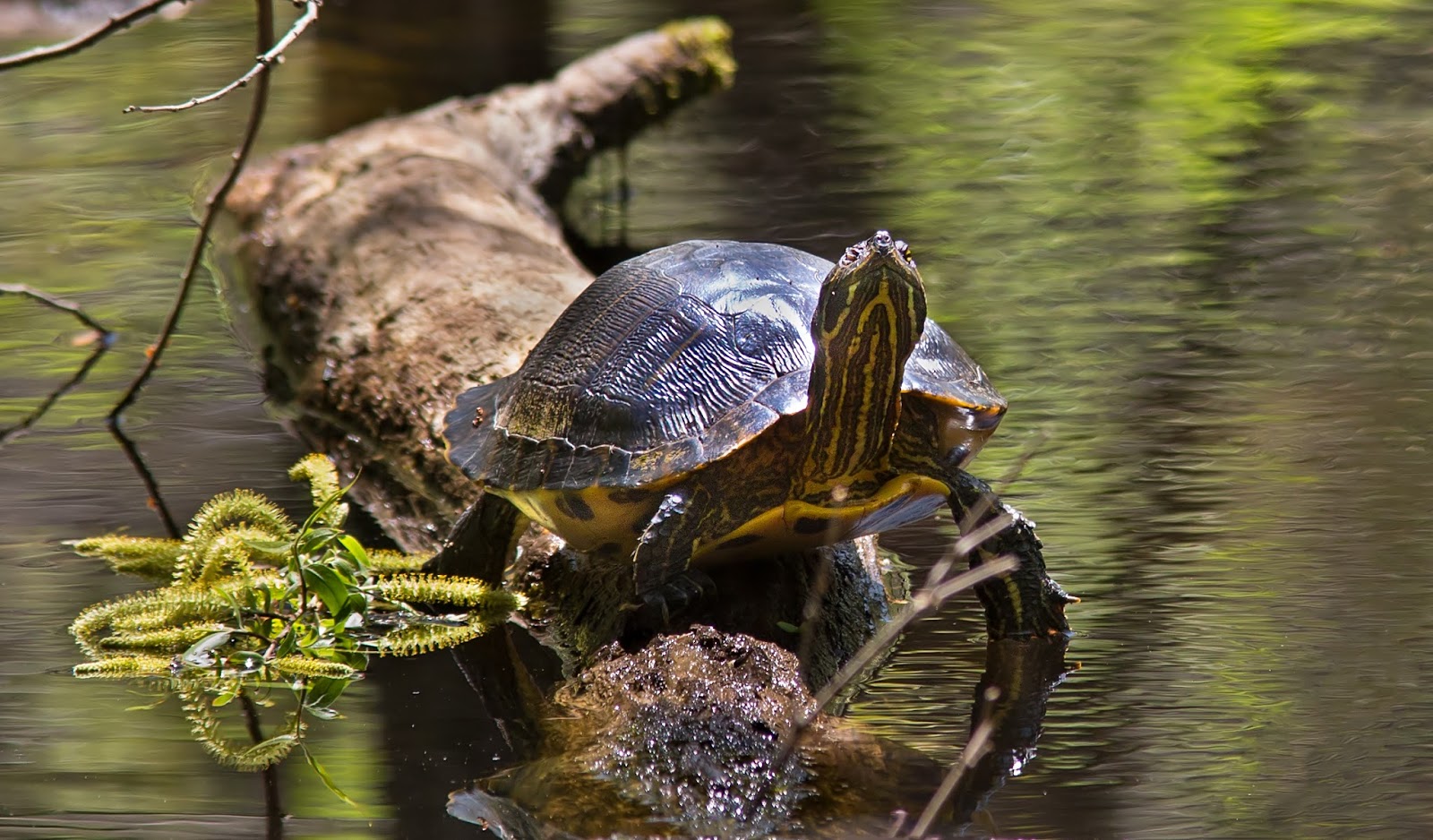 lots of water means lots of reptiles and amphibians wheeler is home to a small population of american alligators lots of water means lots of reptiles and amphibians wheeler is home to a small population of american alligators