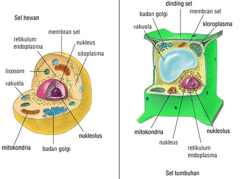 Bagian-bagian serta Perbedaan Sel Hewan dan Sel Tumbuhan Bagian-bagian serta Perbedaan Sel Hewan dan Sel Tumbuhan