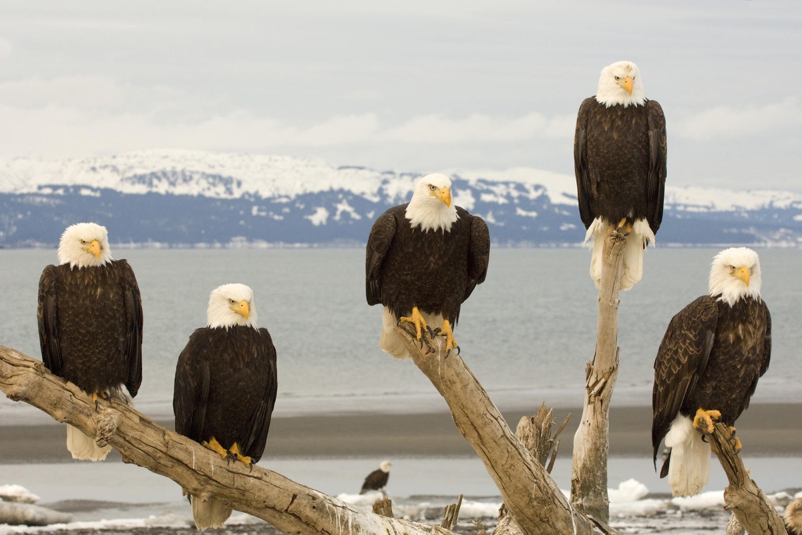 http://4.bp.blogspot.com/-bWVXXpQDSwE/UOMvWZkurII/AAAAAAAAGnU/Qf0ZgOm0BbI/s1600/Bald-Eagle-HD_Wallpapers-2012+07.jpg