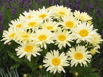 Lavender Garden Cottage: July 2011