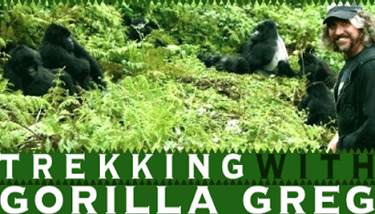 Your guide through Gorillaland!