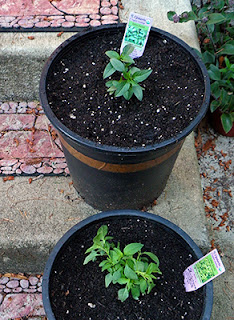 Two Pots of Basil on Porch Steps