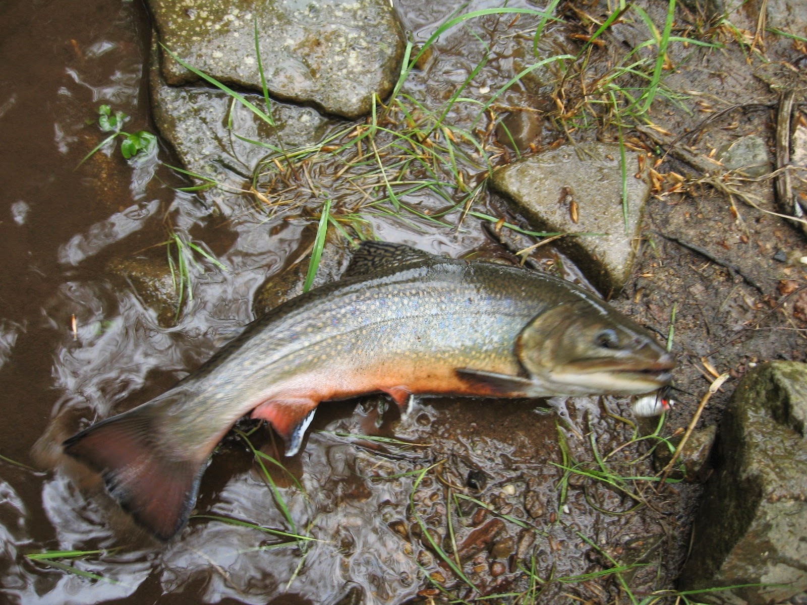 Fishin' Here, Fishin' There Pennsylvania's Poconos and the roots of