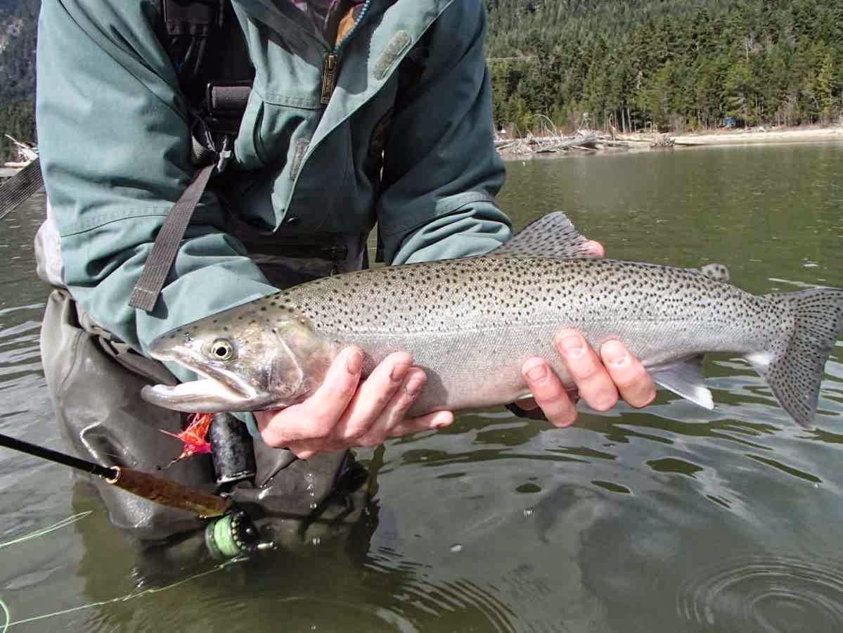 Pemberton Fish Finder, BC Fishing Reports, Whistler, Pemberton
