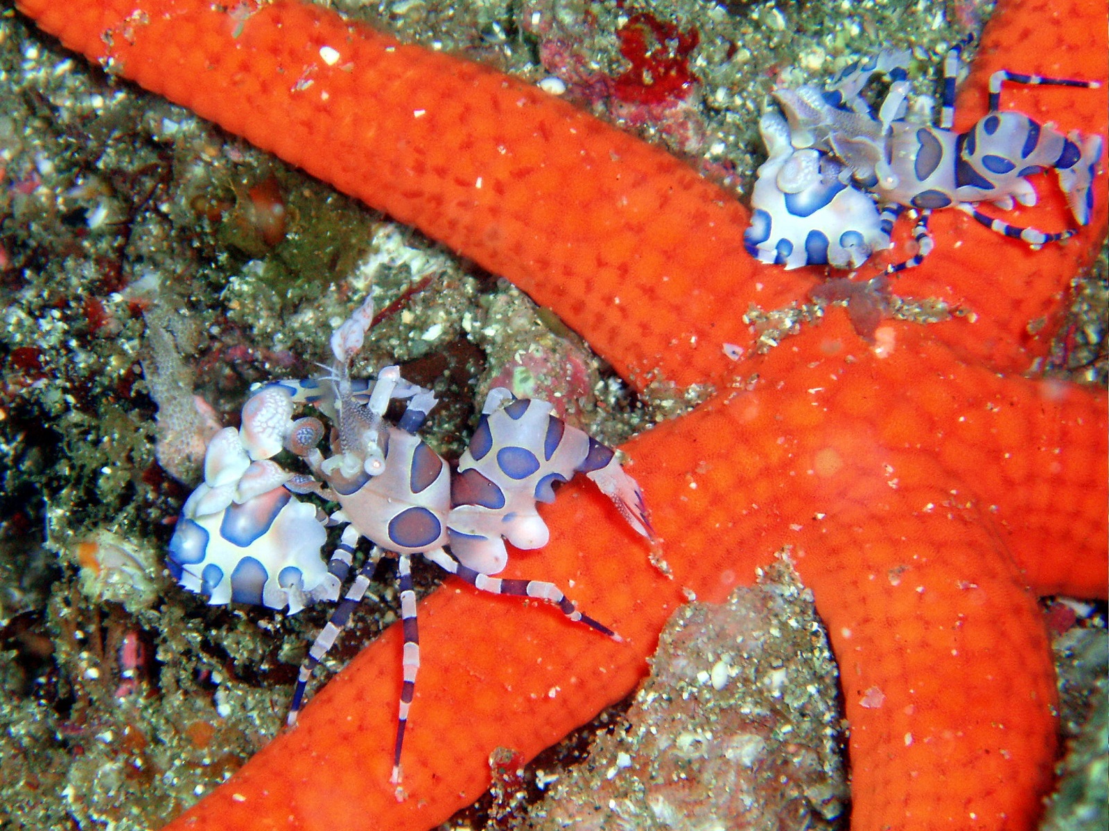 Real Monstrosities Harlequin Shrimp
