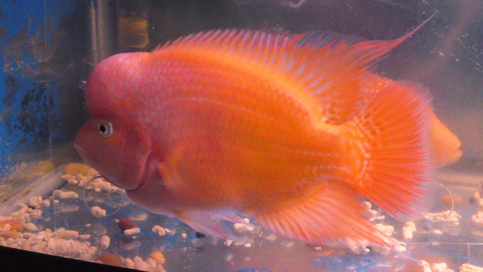 Flowerhorn The Hybrid Cichlids Louhan Red Monkey