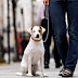 Descubre las Enfermedades Que Transmiten Los Perros A Las Personas