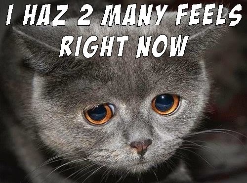All The Feels too many feels cat meme