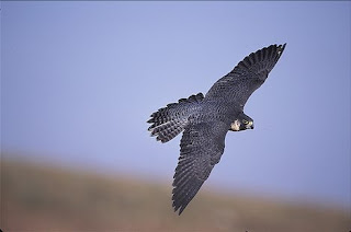 falcon bird