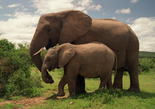 Gambar 2 gajah