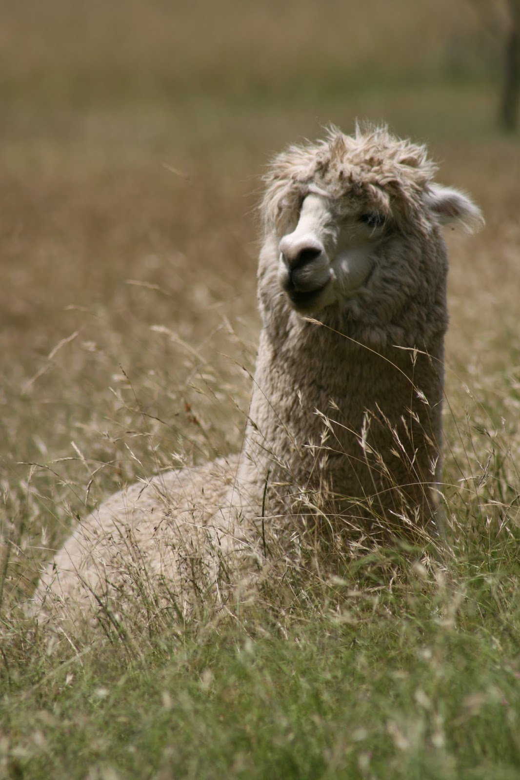 Lipstick for Goats Alpacas